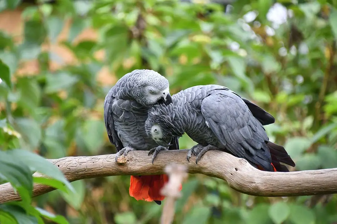 African grey parrot play